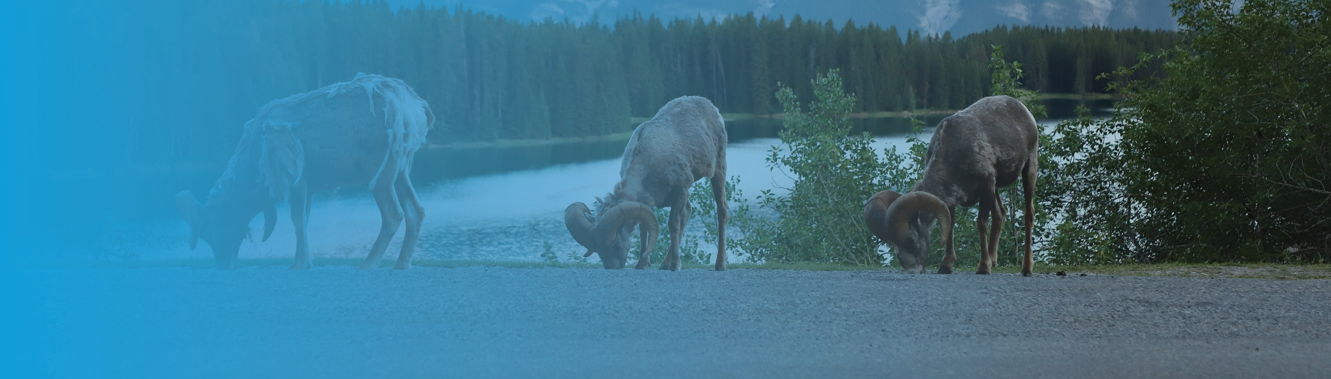 banff sweepstakes