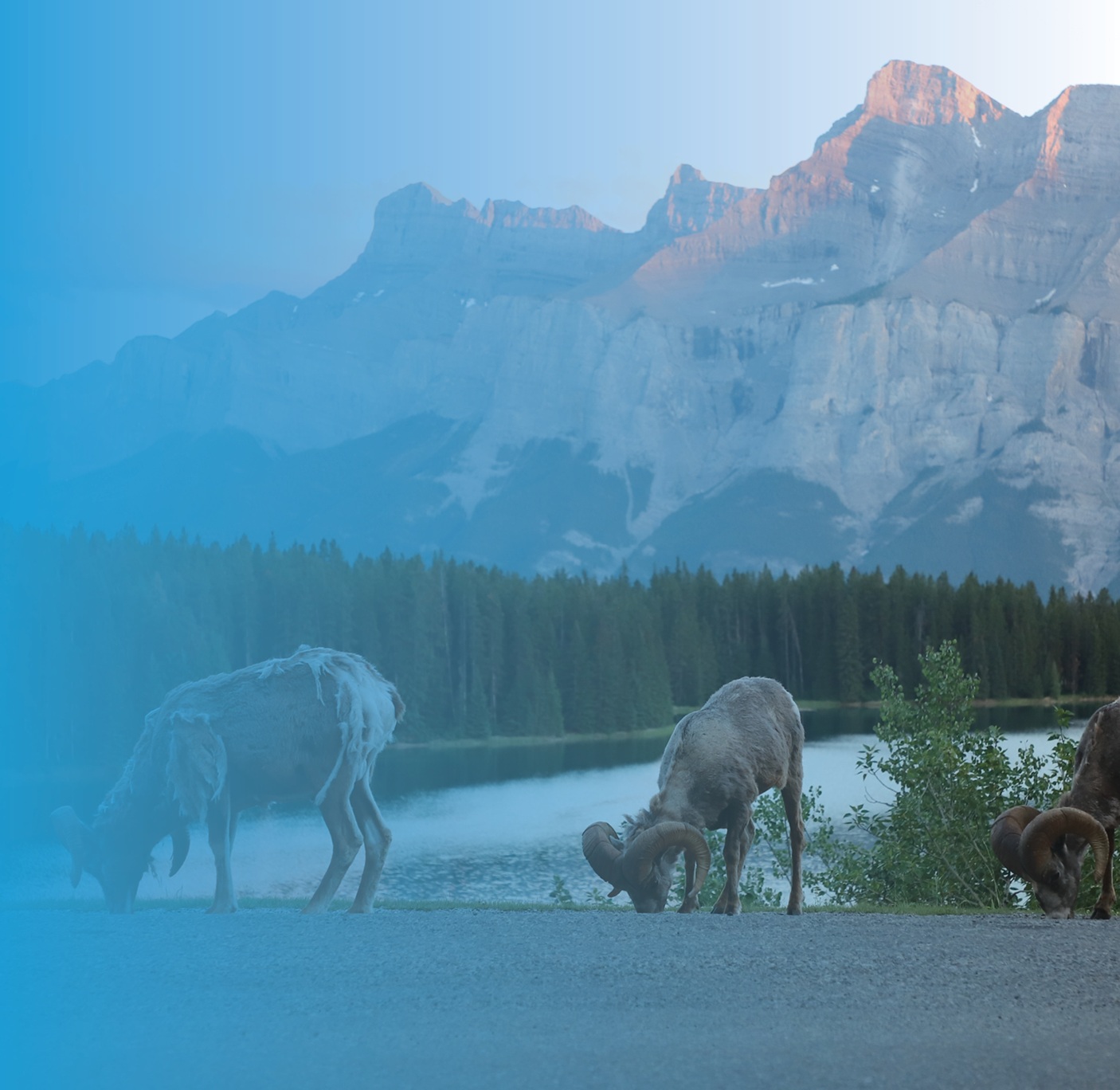 banff sweepstakes